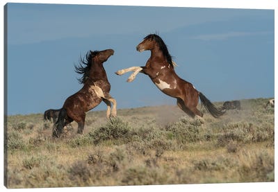 USA, Wyoming. Wild Horse Stallions Fighting. Canvas Art Print - Wyoming Art