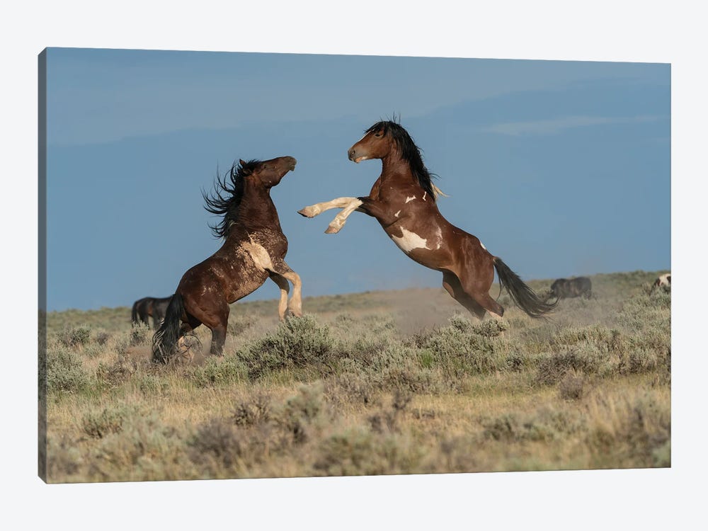 USA, Wyoming. Wild Horse Stallions Fighting. by Jaynes Gallery 1-piece Canvas Print