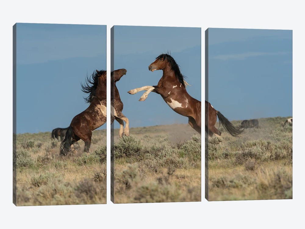 USA, Wyoming. Wild Horse Stallions Fighting. by Jaynes Gallery 3-piece Canvas Print