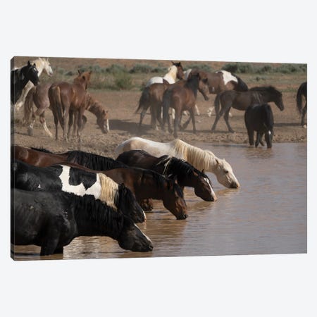 USA, Wyoming. Wild Horses Drink From Waterhole In Desert. Canvas Print #JYG1110} by Jaynes Gallery Canvas Art Print