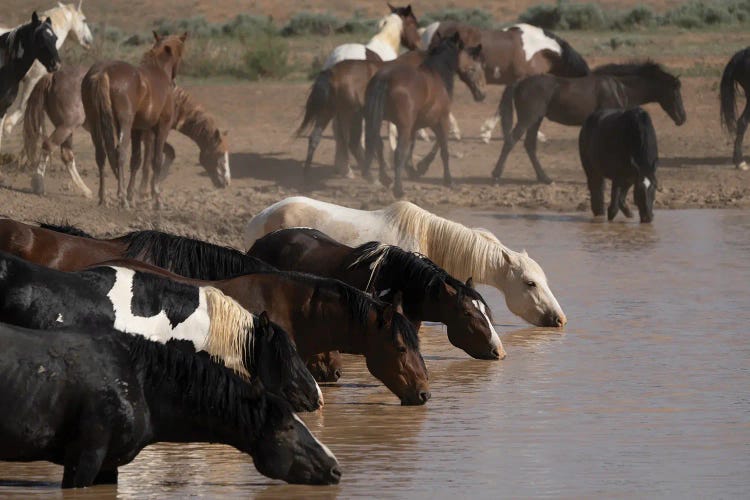 USA, Wyoming. Wild Horses Drink From Waterhole In Desert. by Jaynes Gallery wall art