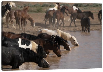USA, Wyoming. Wild Horses Drink From Waterhole In Desert. Canvas Art Print - Wyoming Art