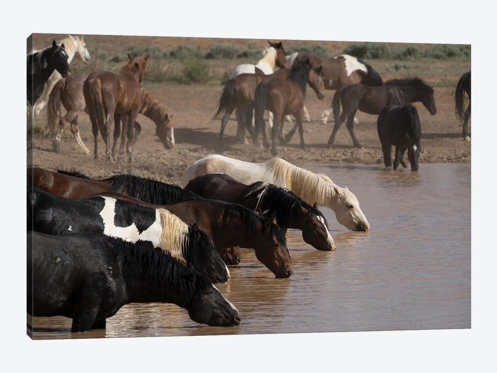 USA, Wyoming. Wild Horses Drink From Waterhole In Desert. by Jaynes Gallery 1-piece Canvas Print