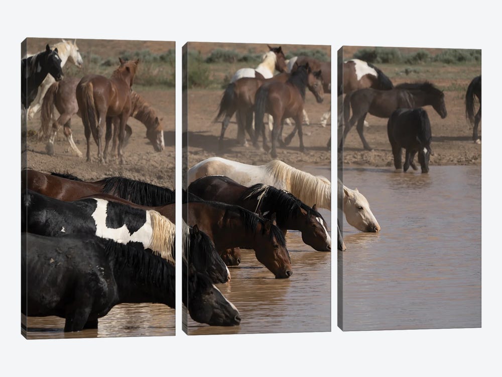 USA, Wyoming. Wild Horses Drink From Waterhole In Desert. by Jaynes Gallery 3-piece Canvas Print