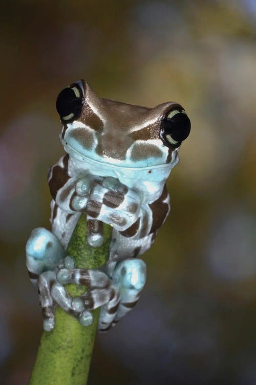 Australia White's Tree Frog Grasping Plant Stem