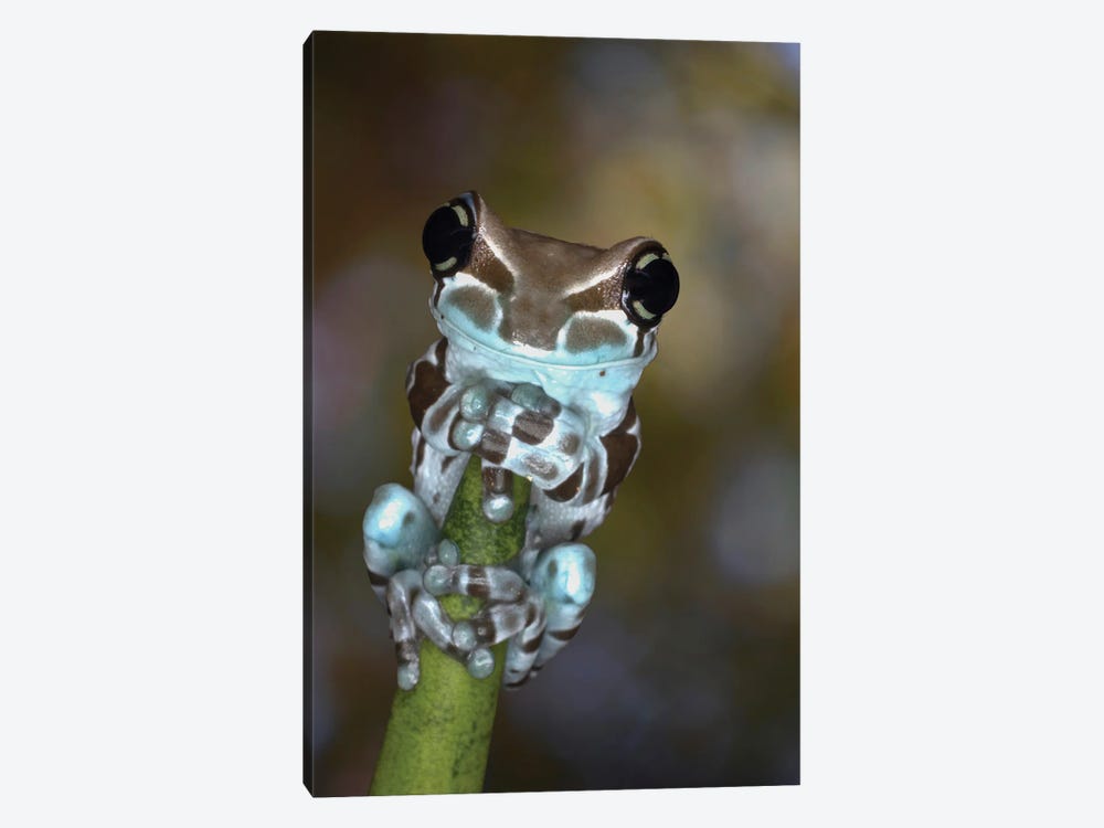 Australia White's Tree Frog Grasping Plant Stem by Jaynes Gallery 1-piece Canvas Wall Art