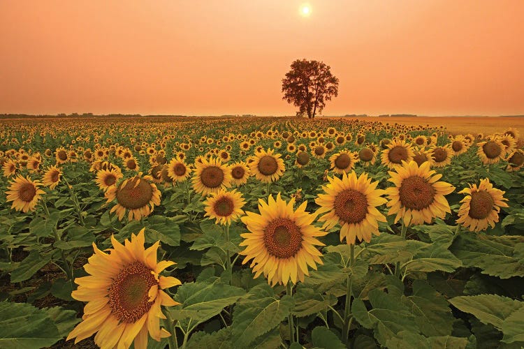 Canada, Manitoba, Dugald Field Of Sunflowers And Cottonwood Tree At Sunset