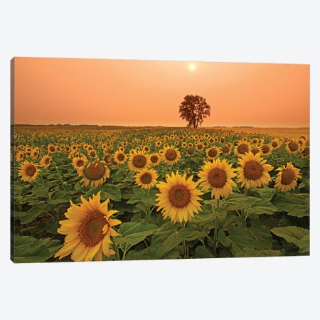 Canada, Manitoba, Dugald Field Of Sunflowers And Cottonwood Tree At Sunset Canvas Print #JYG1112} by Jaynes Gallery Art Print