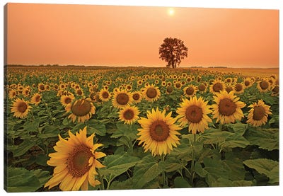 Canada, Manitoba, Dugald Field Of Sunflowers And Cottonwood Tree At Sunset Canvas Art Print
