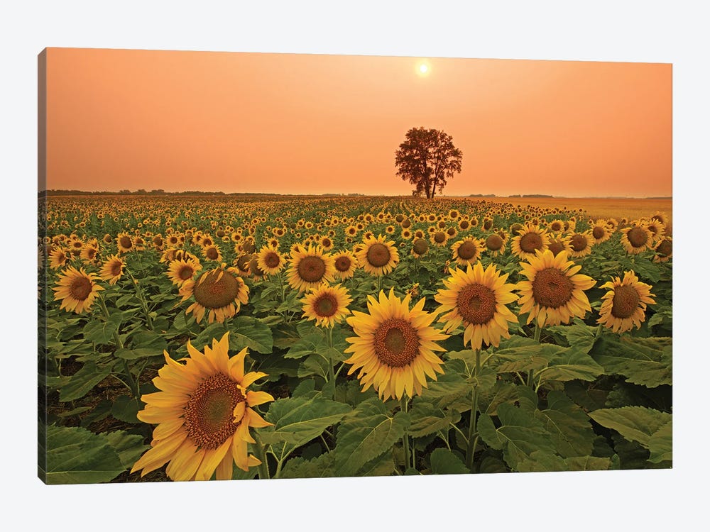 Canada, Manitoba, Dugald Field Of Sunflowers And Cottonwood Tree At Sunset by Jaynes Gallery 1-piece Canvas Print