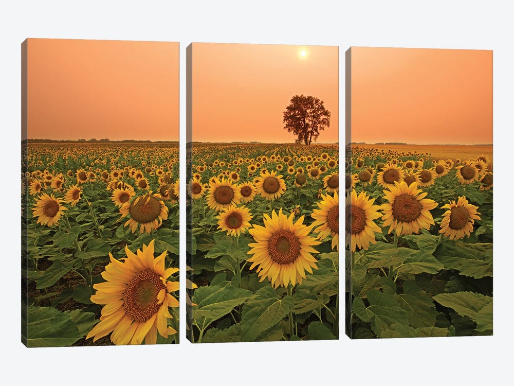 Canada, Manitoba, Dugald Field Of Sunflowers And Cottonwood Tree At Sunset by Jaynes Gallery 3-piece Canvas Art Print