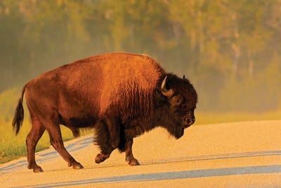 Canada, Manitoba, Riding Mountain National Park Plains Bison Adult Crossing Road by Jaynes Gallery framed wall art