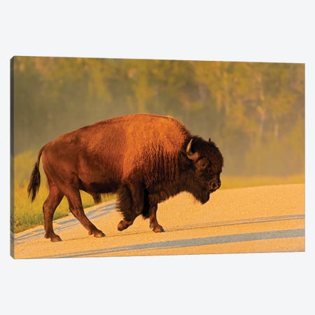 Canada, Manitoba, Riding Mountain National Park Plains Bison Adult Crossing Road Canvas Print #JYG1113} by Jaynes Gallery Canvas Art Print