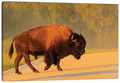 Canada, Manitoba, Riding Mountain National Park Plains Bison Adult Crossing Road Canvas Art Print