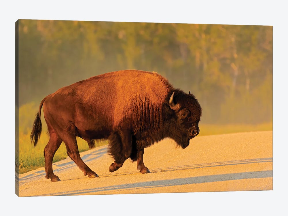 Canada, Manitoba, Riding Mountain National Park Plains Bison Adult Crossing Road by Jaynes Gallery 1-piece Canvas Art