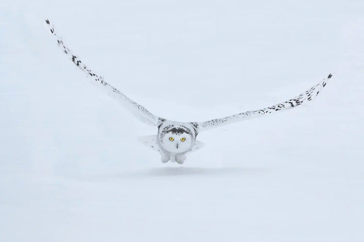 Canada, Ontario, Barrie Female Snowy Owl In Flight Over Snow