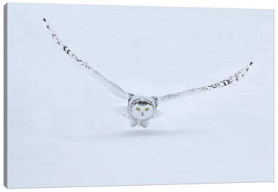 Canada, Ontario, Barrie Female Snowy Owl In Flight Over Snow Canvas Art Print - Ontario Art