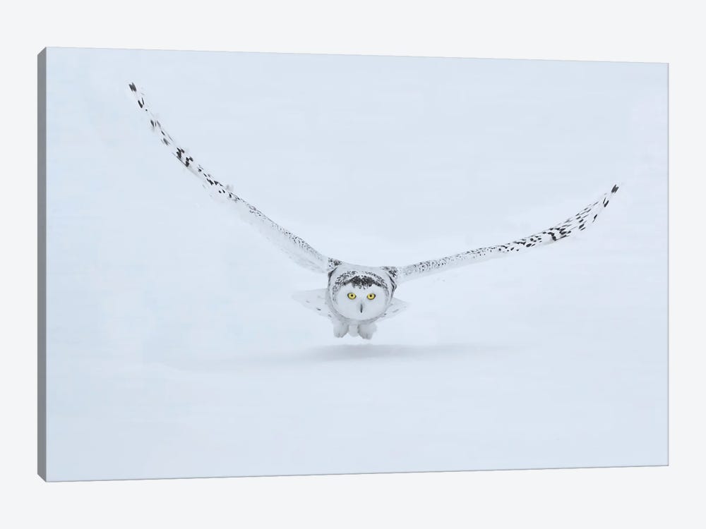 Canada, Ontario, Barrie Female Snowy Owl In Flight Over Snow by Jaynes Gallery 1-piece Art Print