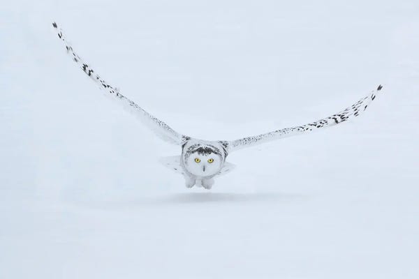 Canada, Ontario, Barrie Female Snowy Owl In Flight Over Snow