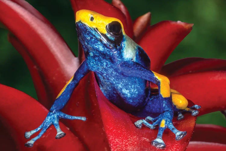 Close-Up Of Poison Dart Frog On Plant