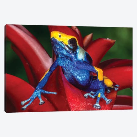 Close-Up Of Poison Dart Frog On Plant Canvas Print #JYG1115} by Jaynes Gallery Canvas Art