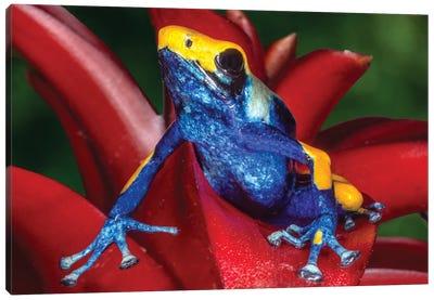 Close-Up Of Poison Dart Frog On Plant Canvas Art Print - Frog Art