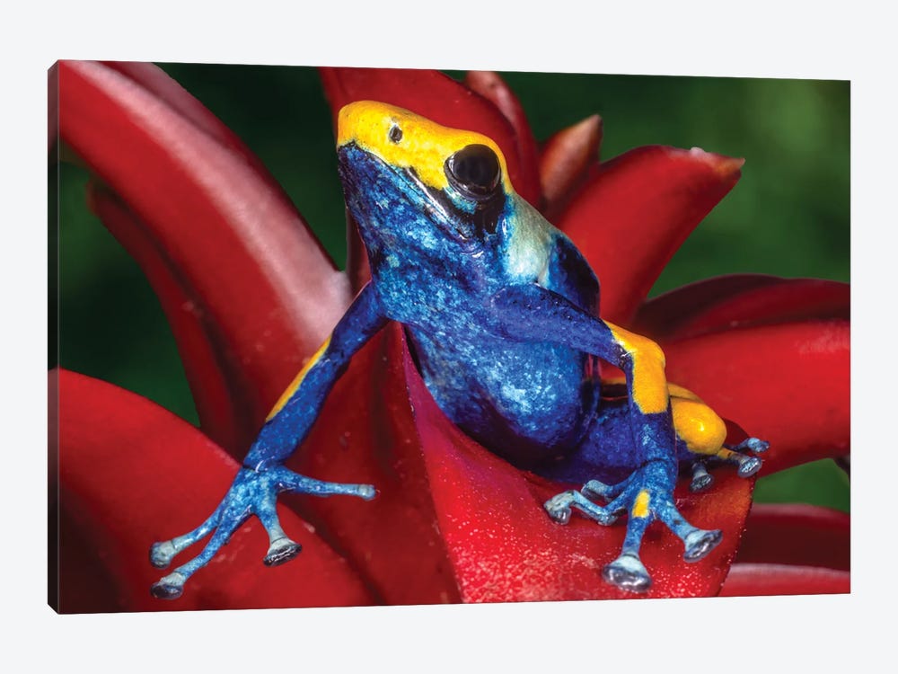 Close-Up Of Poison Dart Frog On Plant by Jaynes Gallery 1-piece Canvas Wall Art
