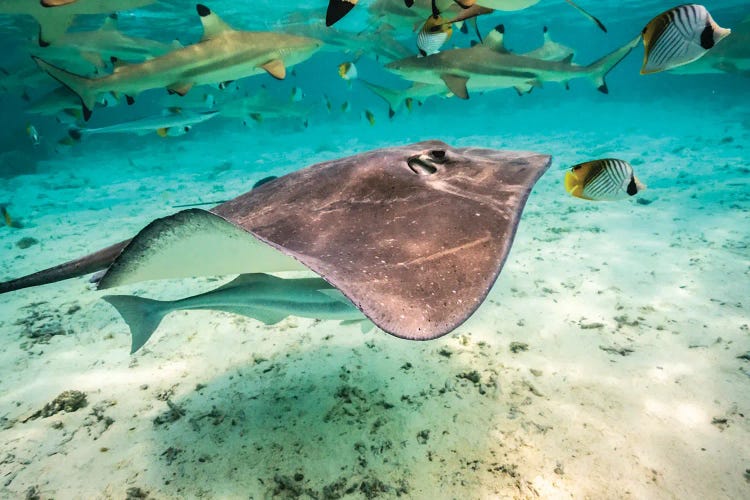 French Polynesia, Bora Bora Black Tip Reef Sharks And Stingray