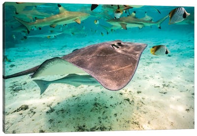 French Polynesia, Bora Bora Black Tip Reef Sharks And Stingray Canvas Art Print - Ray & Stingray Art