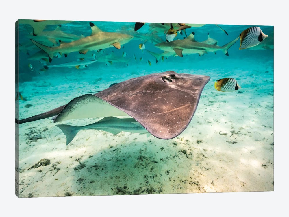 French Polynesia, Bora Bora Black Tip Reef Sharks And Stingray by Jaynes Gallery 1-piece Art Print