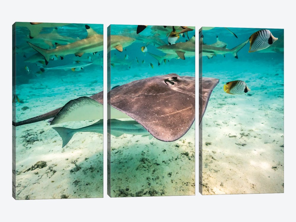 French Polynesia, Bora Bora Black Tip Reef Sharks And Stingray by Jaynes Gallery 3-piece Canvas Art Print