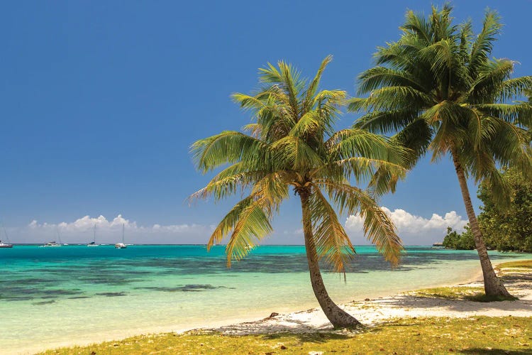 French Polynesia, Moorea Landscape With Moored Boats And Shore