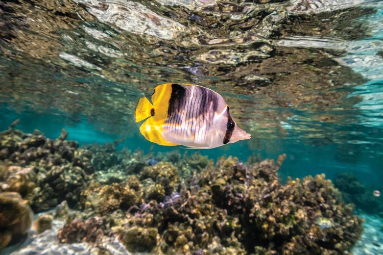 French Polynesia, Taha'a Coral Scenic With Lone Pacific Double-Saddle Butterflyfish