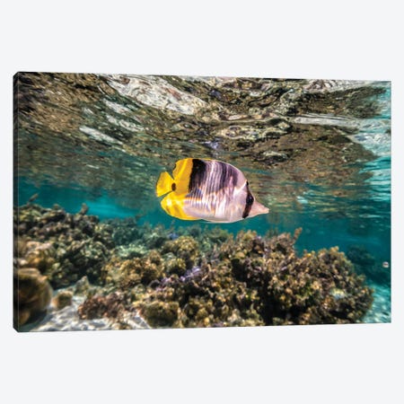 French Polynesia, Taha'a Coral Scenic With Lone Pacific Double-Saddle Butterflyfish Canvas Print #JYG1121} by Jaynes Gallery Canvas Art