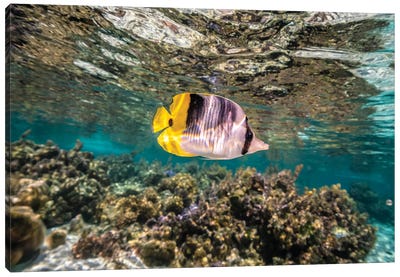 French Polynesia, Taha'a Coral Scenic With Lone Pacific Double-Saddle Butterflyfish Canvas Art Print - French Polynesia Art