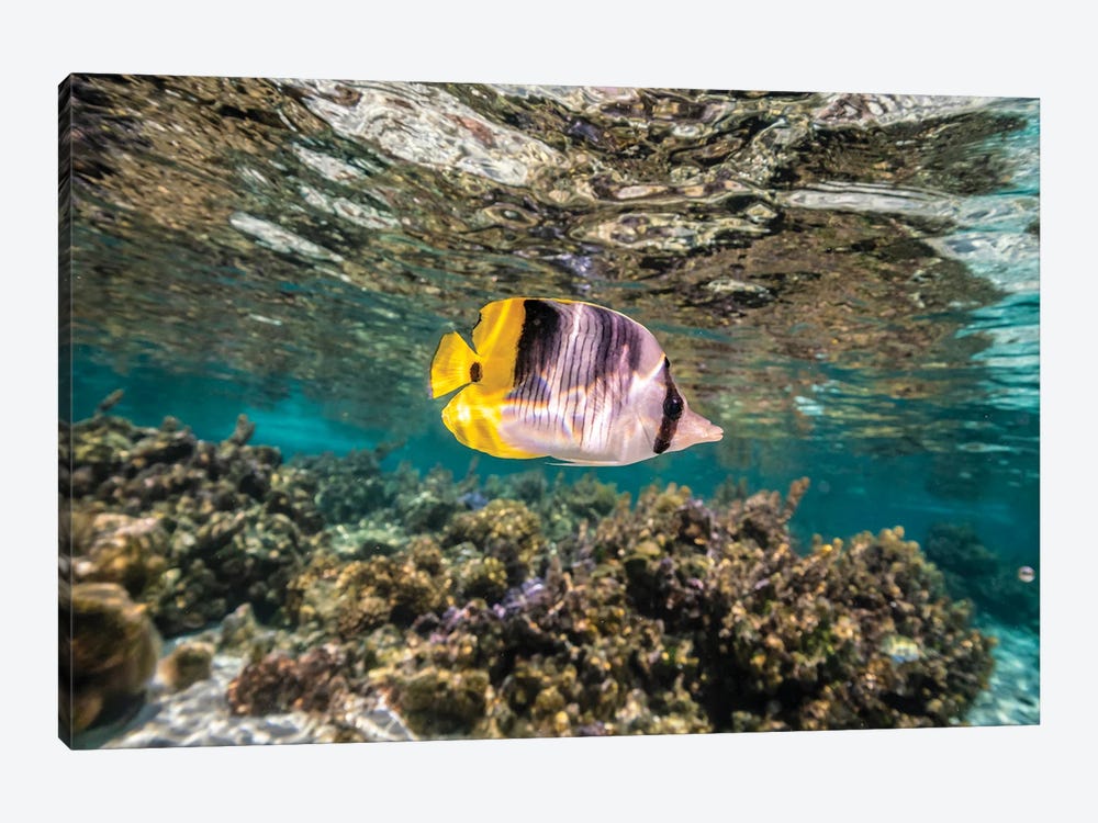 French Polynesia, Taha'a Coral Scenic With Lone Pacific Double-Saddle Butterflyfish by Jaynes Gallery 1-piece Canvas Print