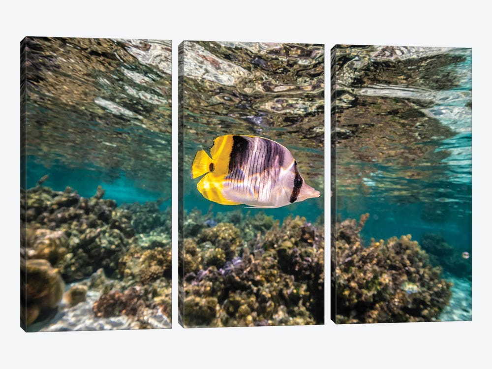 French Polynesia, Taha'a Coral Scenic With Lone Pacific Double-Saddle Butterflyfish by Jaynes Gallery 3-piece Canvas Art Print