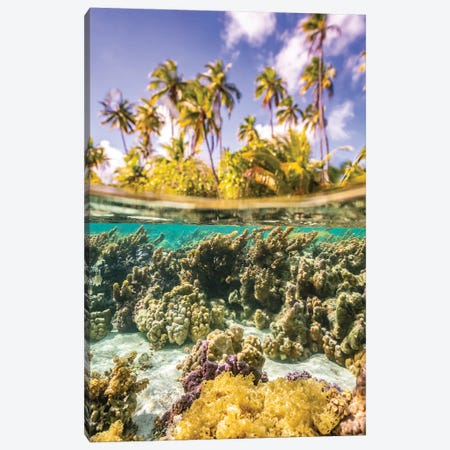 French Polynesia, Taha'a Under/Above Water Split Of Coral And Palm Trees Canvas Print #JYG1122} by Jaynes Gallery Canvas Wall Art