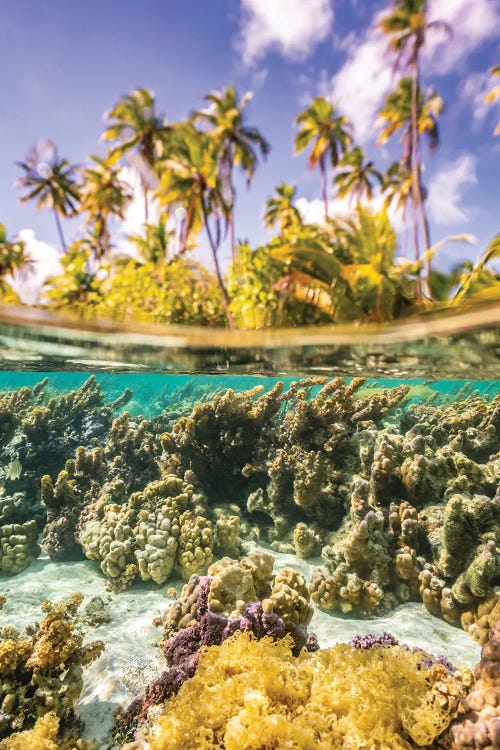 French Polynesia, Taha'a Under/Above Water Split Of Coral And Palm Trees