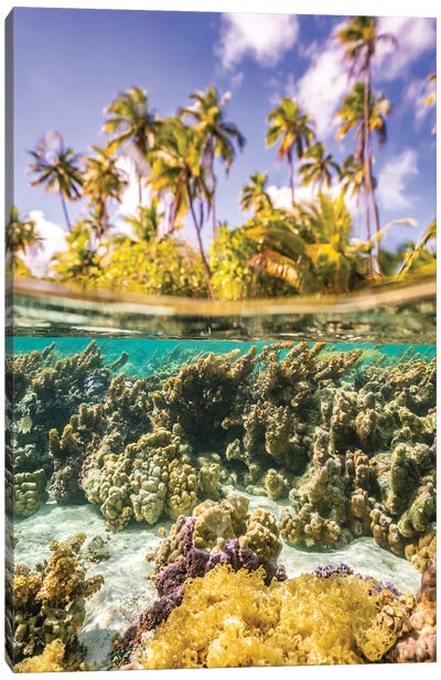 French Polynesia, Taha'a Under/Above Water Split Of Coral And Palm Trees Canvas Art Print - French Polynesia Art