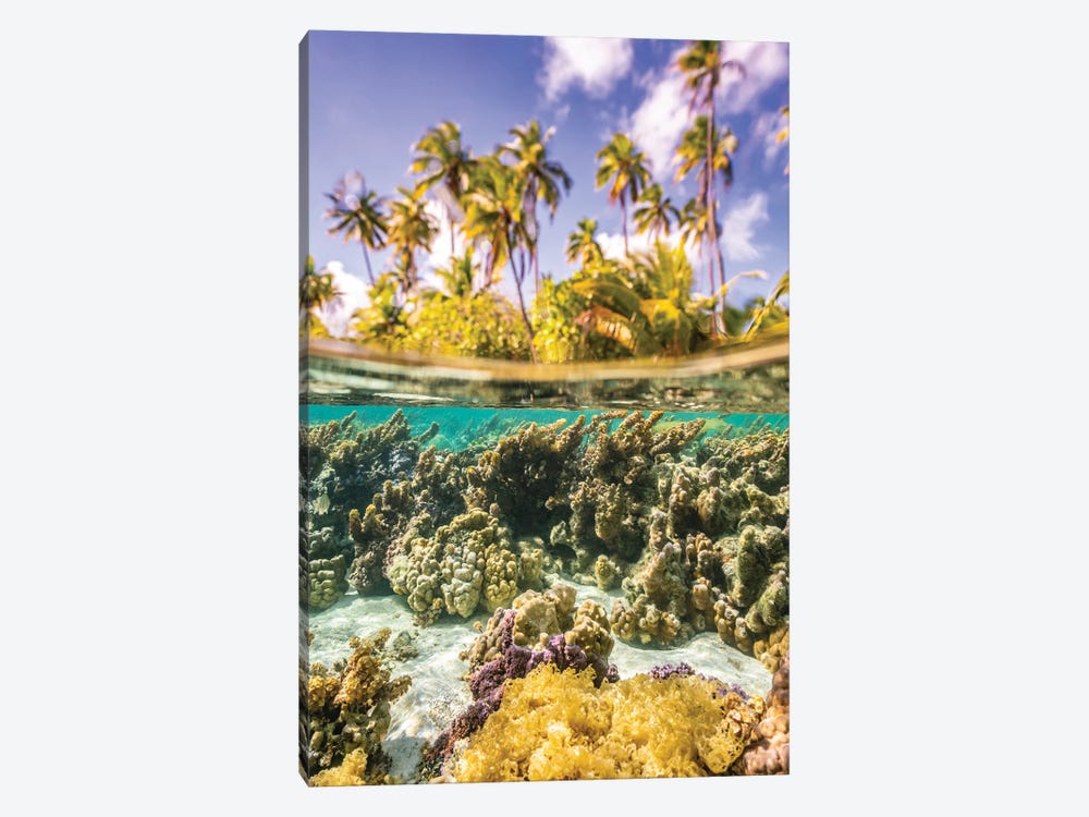 French Polynesia, Taha'a Under/Above Water Split Of Coral And Palm Trees by Jaynes Gallery 1-piece Canvas Wall Art
