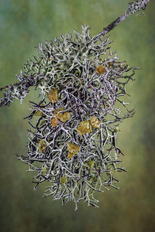 Plant Close-Up by Jaynes Gallery wall art