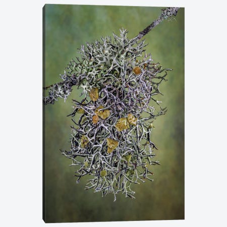 Plant Close-Up Canvas Print #JYG1123} by Jaynes Gallery Canvas Artwork