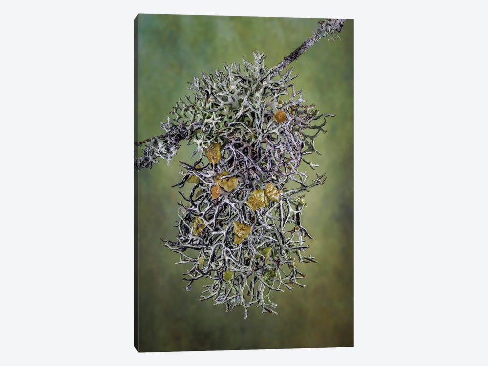 Plant Close-Up by Jaynes Gallery 1-piece Canvas Print
