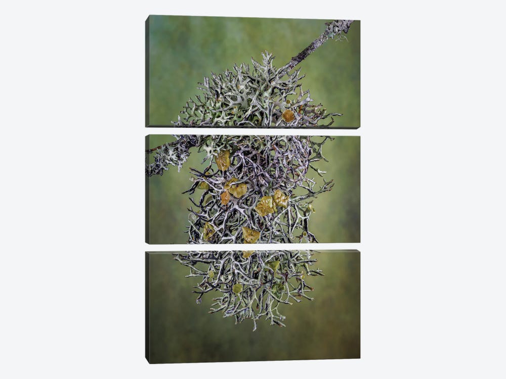 Plant Close-Up by Jaynes Gallery 3-piece Canvas Print
