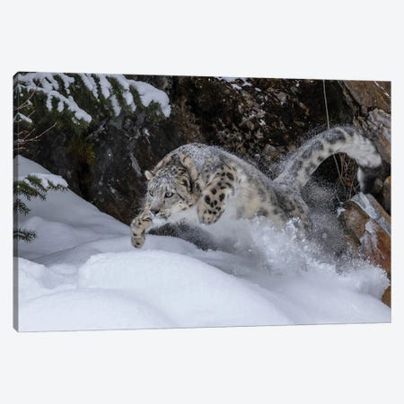 USA, Montana Leaping Captive Snow Leopard In Winter Canvas Print #JYG1124} by Jaynes Gallery Art Print