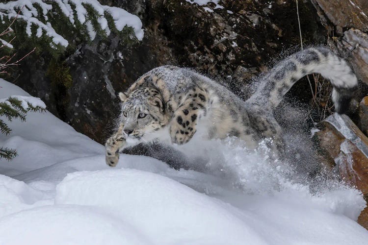 USA, Montana Leaping Captive Snow Leopard In Winter