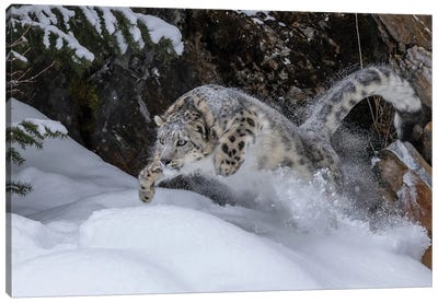 USA, Montana Leaping Captive Snow Leopard In Winter Canvas Art Print - Leopard Art
