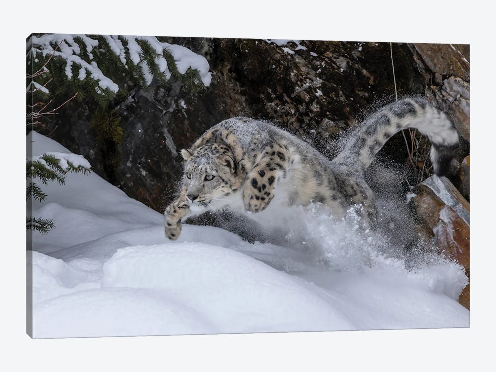 USA, Montana Leaping Captive Snow Leopard In Winter by Jaynes Gallery 1-piece Canvas Art