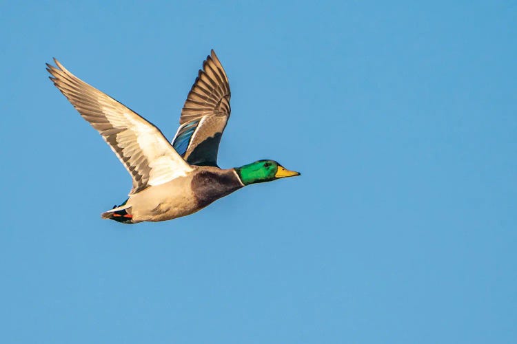 USA, New Mexico, Bosque Del Apache National Wildlife Refuge Mallard Drake Duck Flying